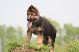 BERGER ALLEMAND 1443